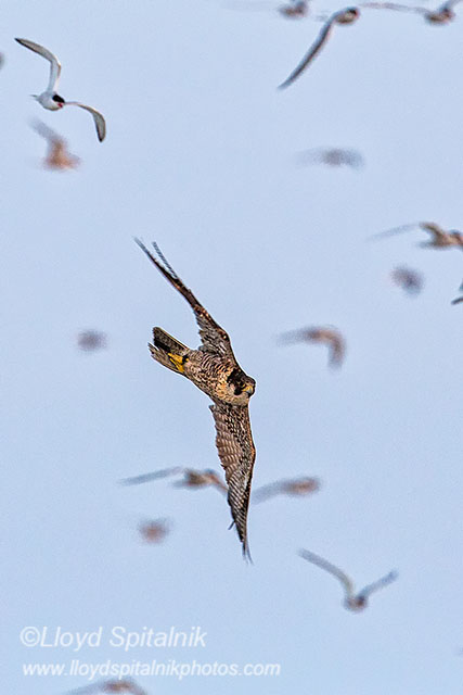 Peregrine Falcon