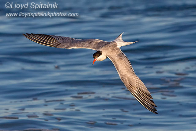 Common Tern