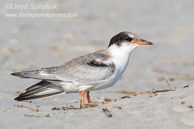 Common Tern