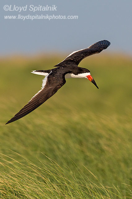 Black Skimmer