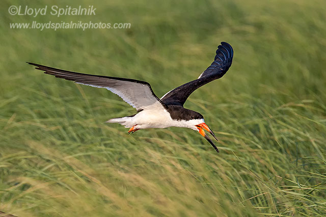 Black Skimmer