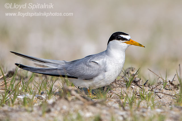 Least Tern