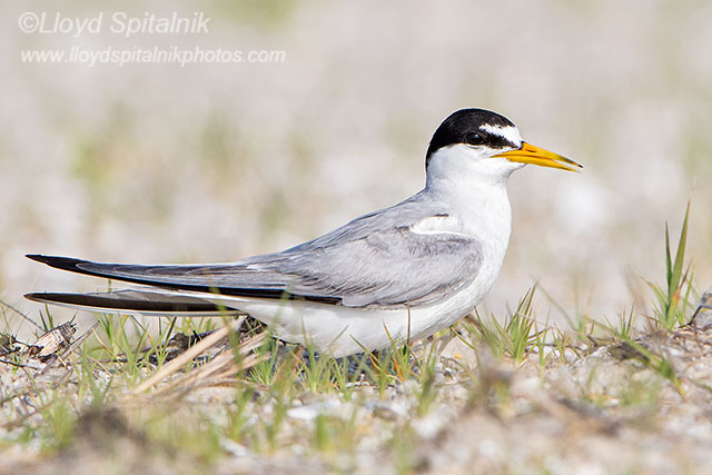 Least Tern