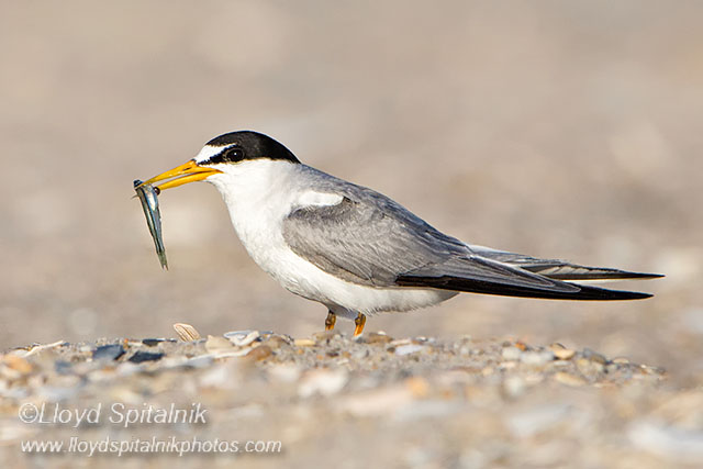 Least Tern