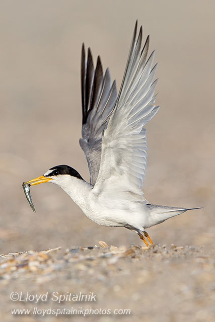 Least Tern