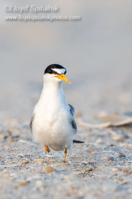 Least Tern