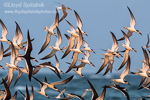 Black Skimmer