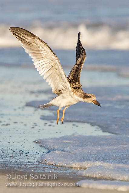 Black Skimmer