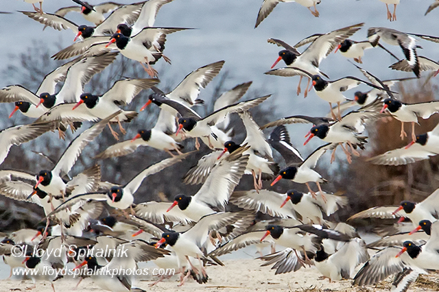 American Oystercatcher 