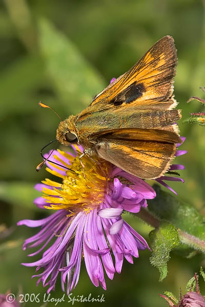 Sachem (male)