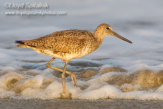 Willet (Western)