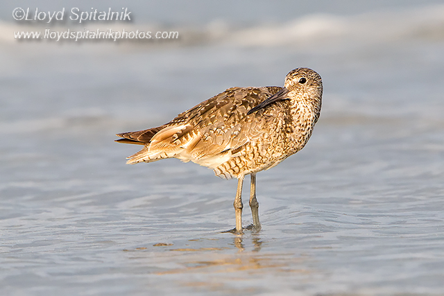 Willet (Western)