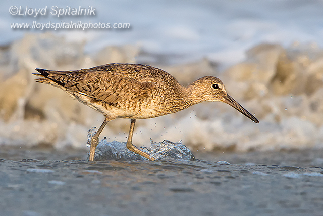 Willet (Western)