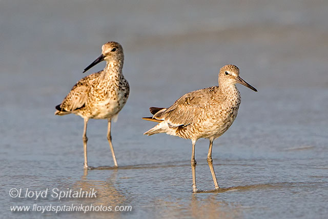 Willet (Western)