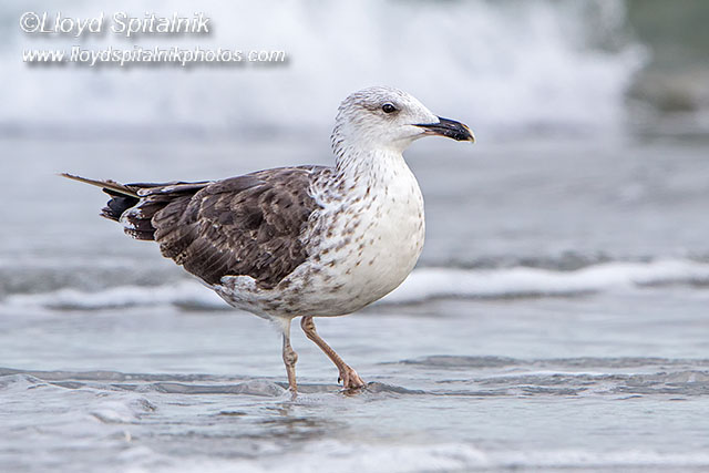 Lesser Black-backed Gull