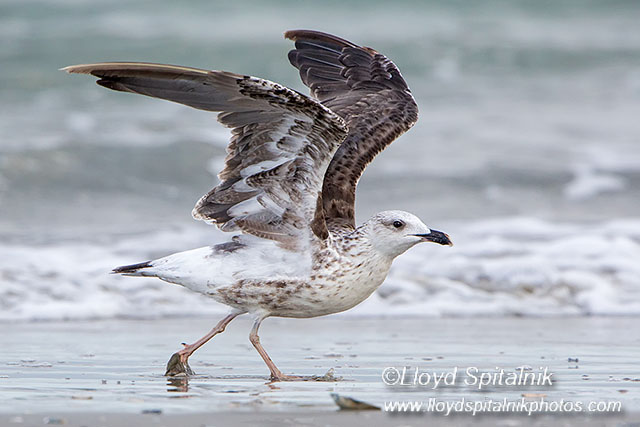 Lesser Black-backed Gull