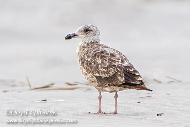 Lesser Black-backed Gull