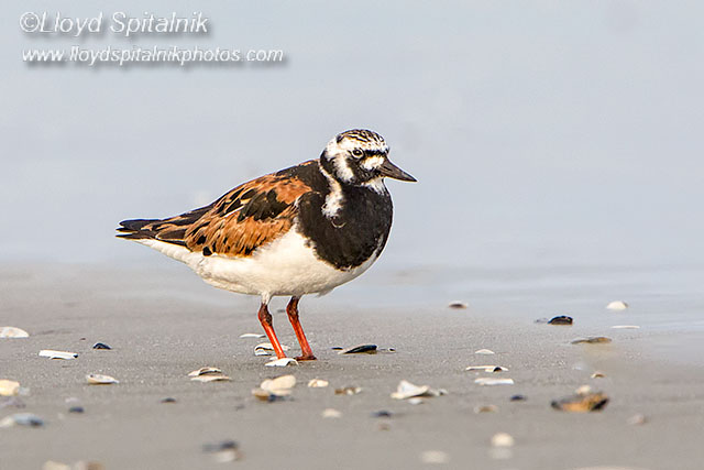 Ruddy Turnstone   