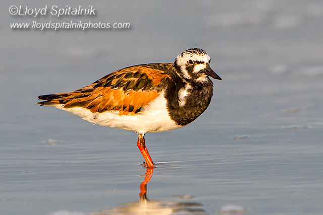 Ruddy Turnstone   
