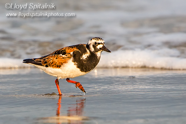 Ruddy Turnstone   