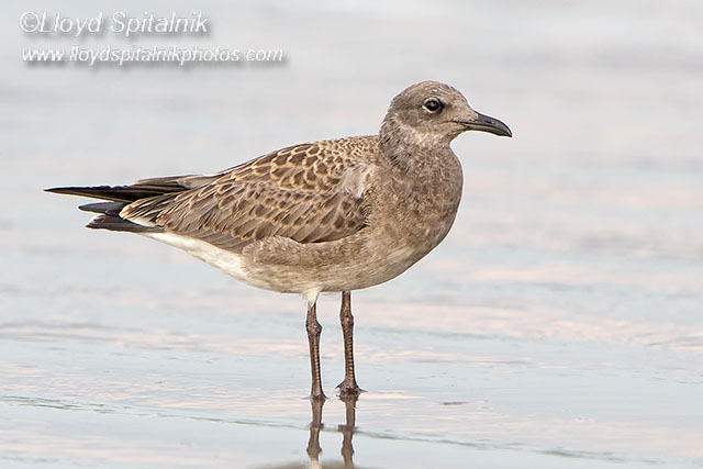 Laughing Gull (juvenile)