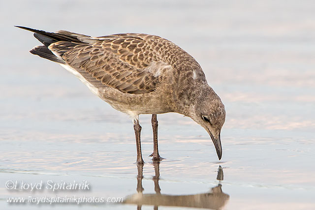 Laughing Gull (juvenile)