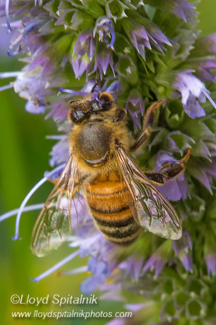 Honey Bee