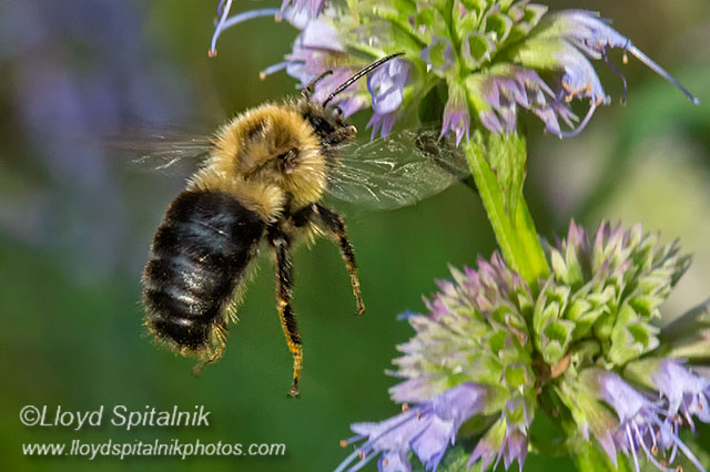 Common Eastern Bumble Bee