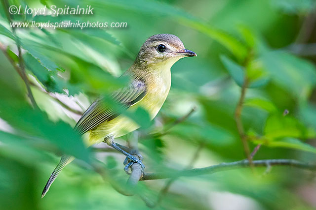 Warbling Vireo