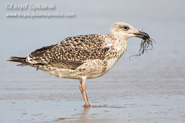 Great Black-backed Gull 