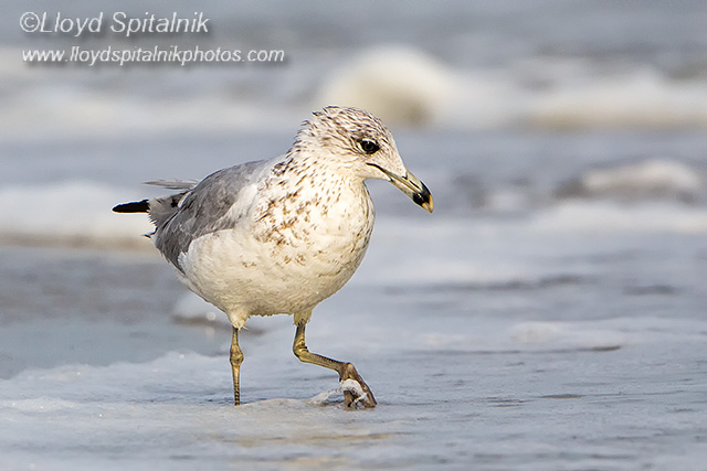 Ring-billed Gull