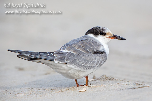 Common Tern