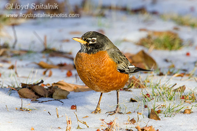 American Robin
