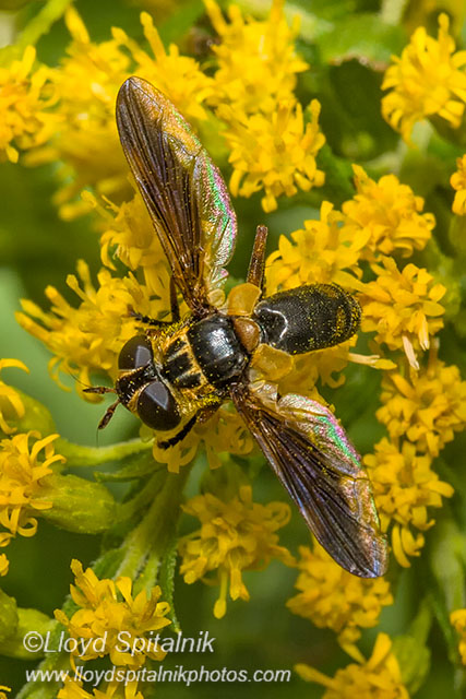Feather-legged Fly