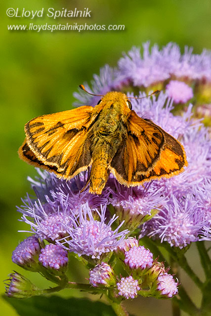 Fiery Skipper (male)