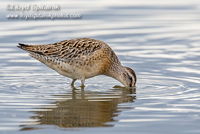 Short-billed Dowitcher (juvenile)