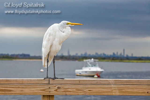 Great Egret