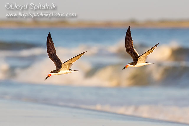 Black Skimmer