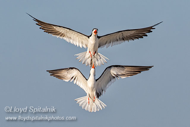 Black Skimmer