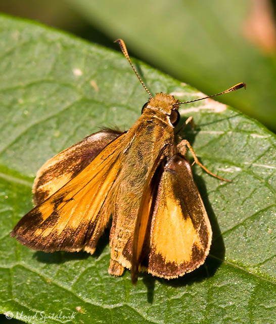 Zabulon Skipper (male)