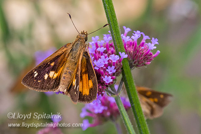 Broad-winged Skipper (female)