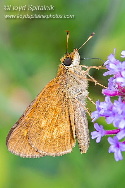 Broad-winged Skipper