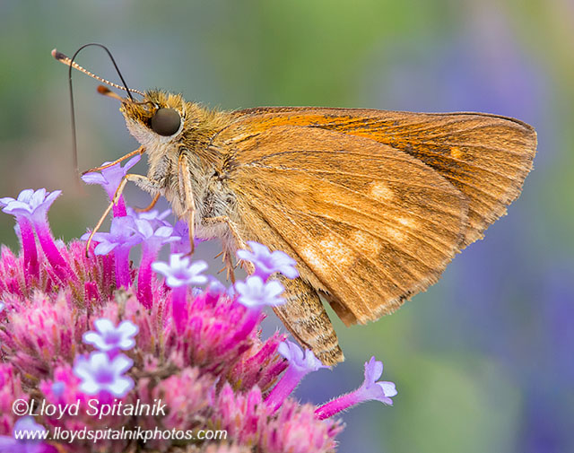 Broad-winged Skipper
