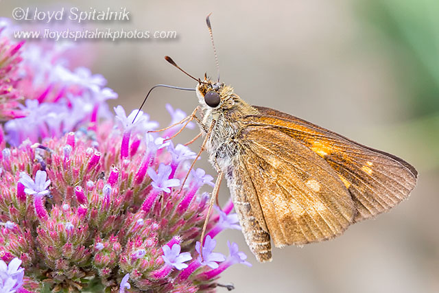 Broad-winged Skipper