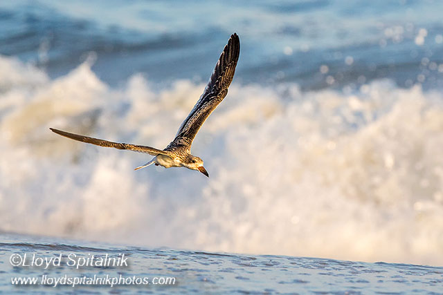 Black Skimmer (juvenile)