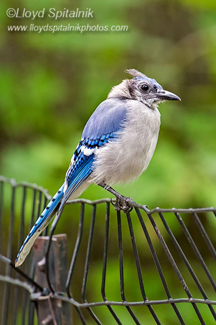 Blue Jay