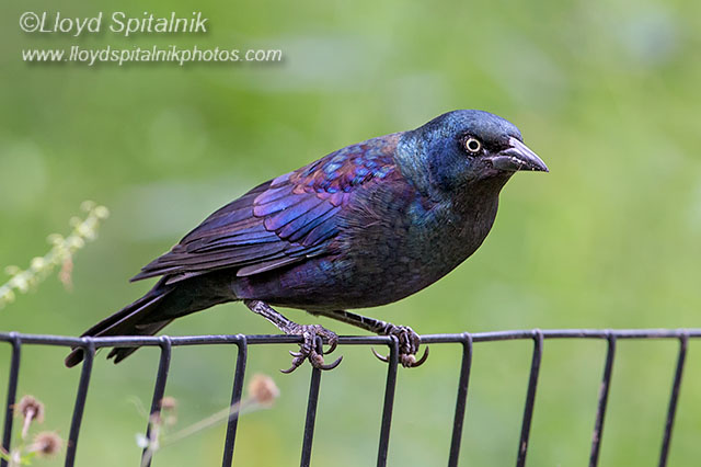 Common Grackle