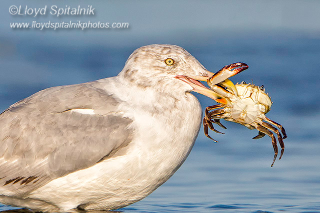 Herring Gull