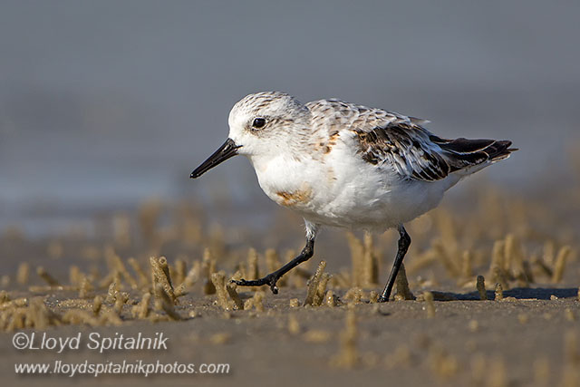 Sanderling