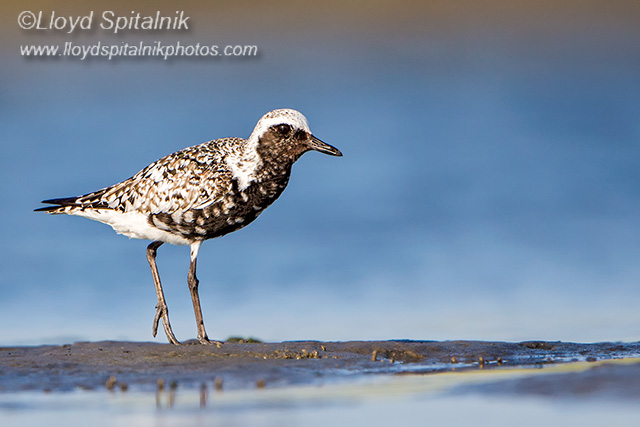 Black-bellied Plover